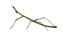 Stick Insect, Phasmatodea - Oreophoetes Peruana