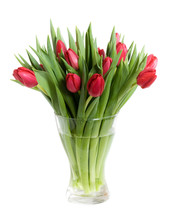 Red Tulips Isolated On White