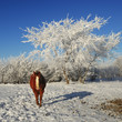 A Chestnut Horse Set against Winter Trees
