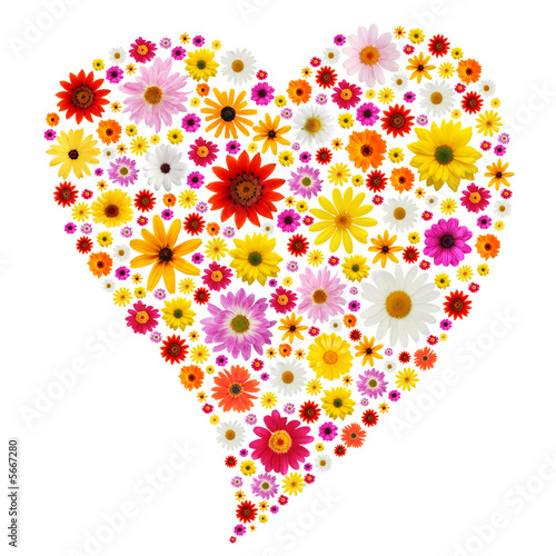 Valentine heart made from colorful spring daisies.