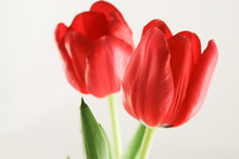 Close Up Two Red Tulips Isolated On White