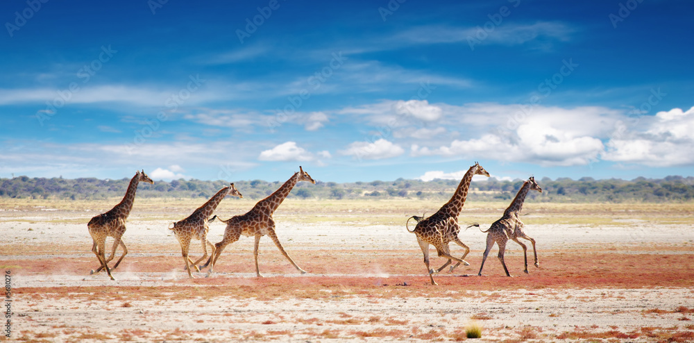 Herd of giraffes in african savanna, Etosha N.P., Namibia - obrazy, fototapety, plakaty 