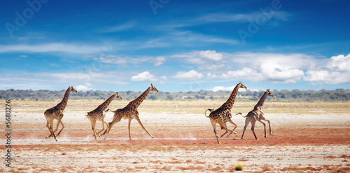 Herd of giraffes in african savanna, Etosha N.P., Namibia Poster