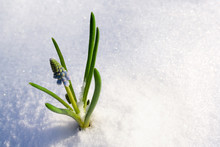 Spring Flower In The Snow