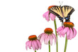 Swallowtail on coneflowers