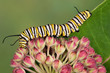Monarch caterpillar on milkweed blossoms