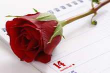 Red Rose On Calendar Page Showing Valentine's Day