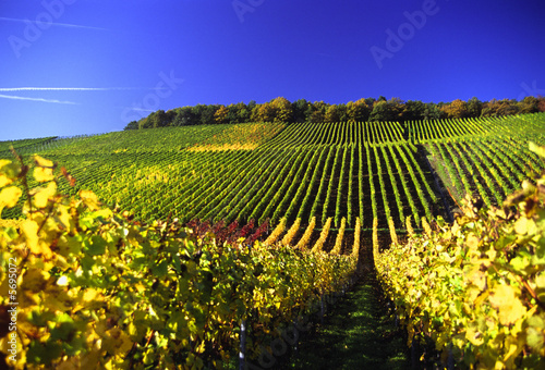 Dekoracja na wymiar  winnica-jesienia-frankonia-niemcy