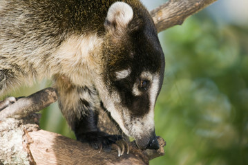 Coatimundi (nasua nasua) climbing in tree