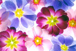 colorful primula flowers to be used as background