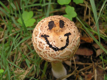 Mushroom With A Happy Smiley Face Drawn Onto It