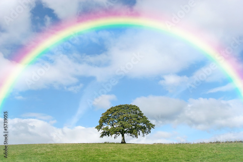 Foto-Leinwand ohne Rahmen - Solitary Oak and Rainbow (von marilyn barbone)