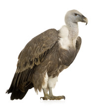 Griffon Vulture - Gyps Fulvus