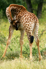 African Giraffes