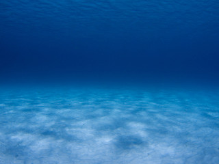 Underwater scene in the Caribbean Sea