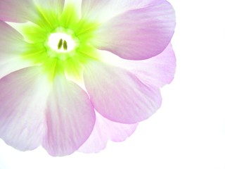 Poster - Close-up of primula flowers against white background