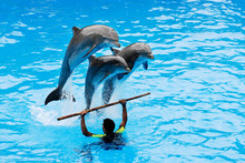 The Instructor With His Three Jumping Dolphins.