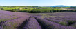 panoramique - Champ de lavande en Provence