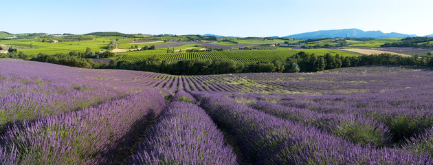 panoramique - Champ de lavande en Provence