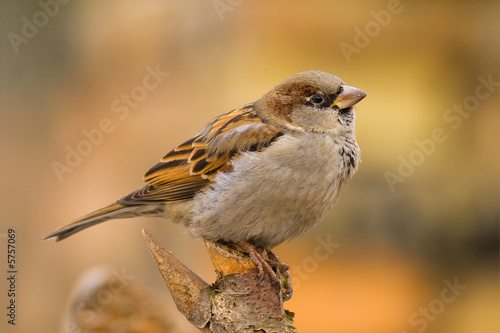 Cuadros en Lienzo sparrow (aka passer domesticus)