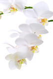 Fototapeta  - Gorgeous white phalaenopsis orchid flower