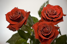 3 Classic Red Roses. Vibrant Colors, Image With Vignette Effect