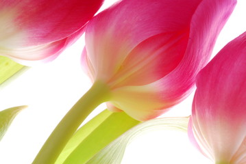 Wall Mural - close up of pink tulips