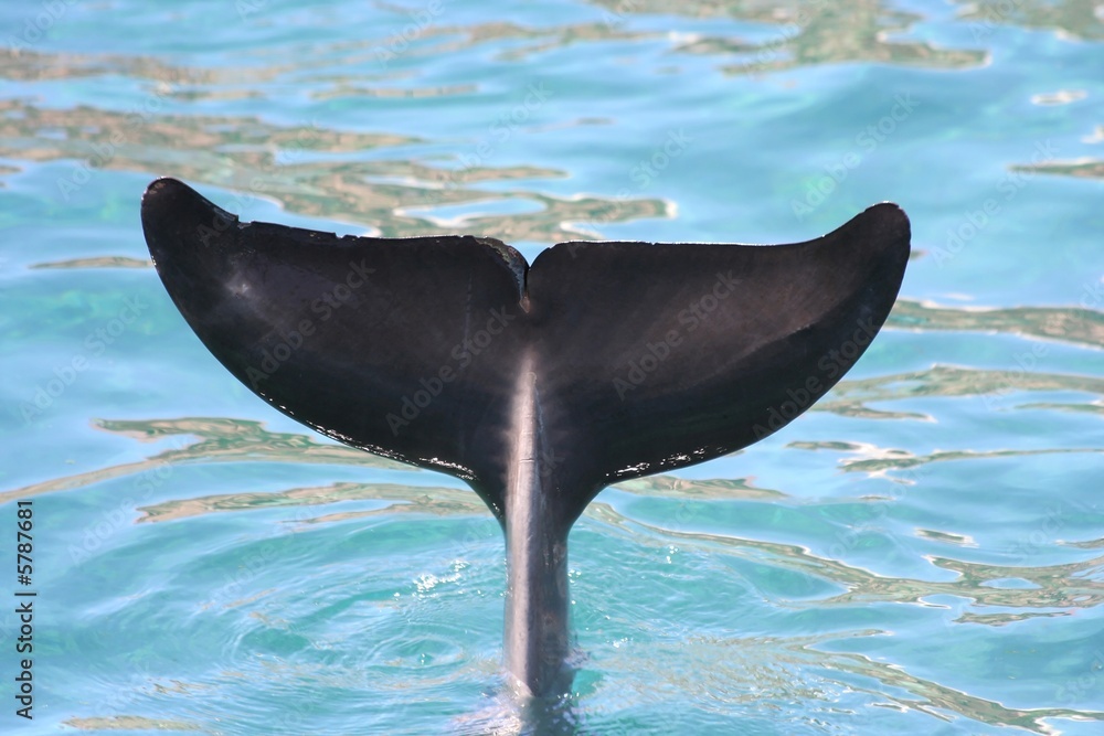 Obraz na płótnie Tail fluke of a common bottlenose dolphin w salonie