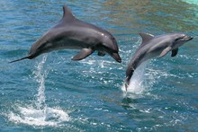 Bottlenose Dolphins Leaping Out Of The Water