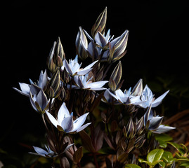 Wall Mural - Siberian flower  Lomatogonium  carinthiacum 