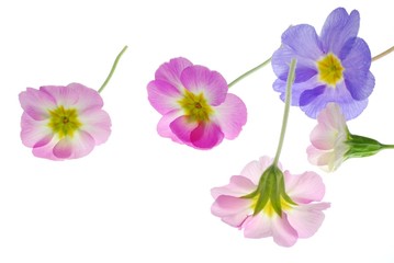 Wall Mural - Close-up of pastel primula flowers against white background