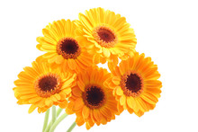 Five Yellow Gerbera Flowers Isolated On White
