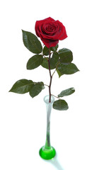 Wall Mural - red rose in high vase isolated on white