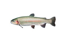 Isolated Trout