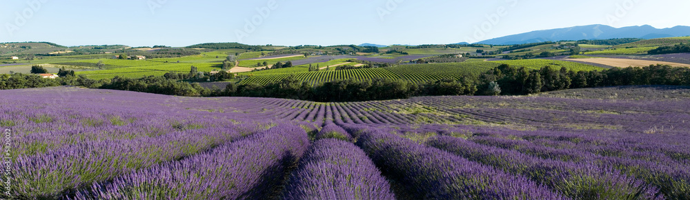 vue panoramique champ de lavande en Provence - obrazy, fototapety, plakaty 