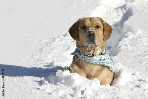 Plakat Pies w śniegu