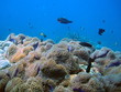 Unterwasserwelt Korallenriff