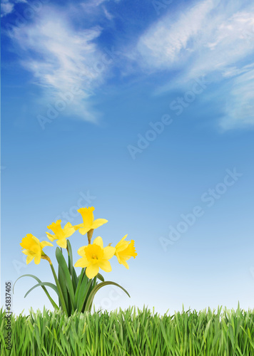 Spring daffodils on green grass under a blue sky