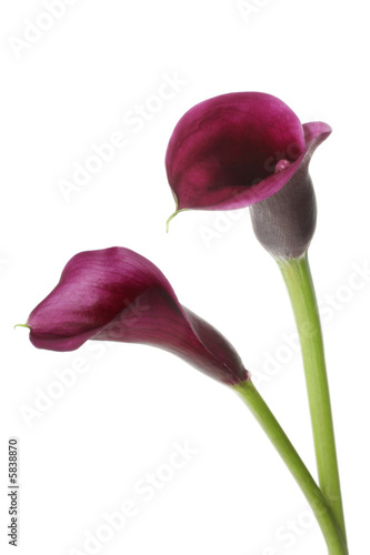 Fototapeta na wymiar Two vibrant purple mini calla lilies, isolated on white.