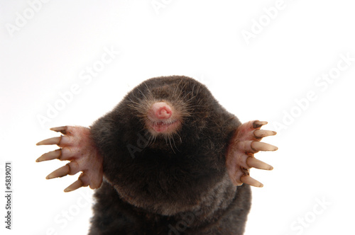 Fotografie, Obraz townsend's mole half body front view showing feet and claws