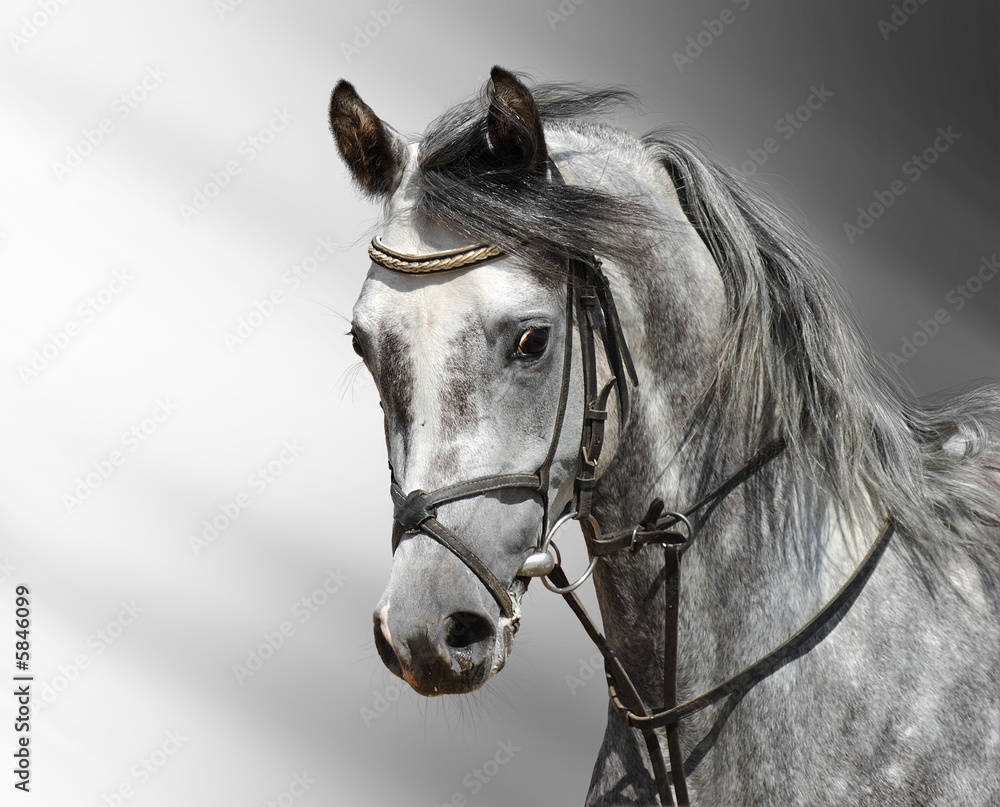 Portrait of dapple-grey arabian horse Stock Photo | Adobe Stock, image size:1000x807