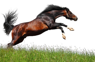 Wall Mural - arabian stallion jumps - isolated on white