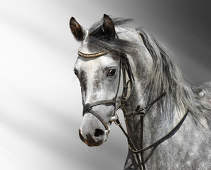 Poster - Portrait of dapple-grey arabian horse