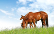 mare and foal in a field - realistic photomontage