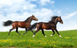 two stallions trot - realistic photomontage