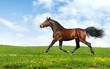 hanoverian horse trots - realistic photomontage