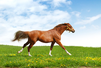 Poster - sorrel trakehner foal gallops - realistic photomontage