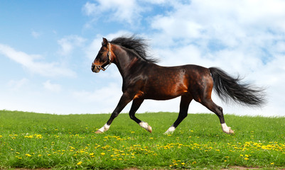 Wall Mural - arabian horse trots - realistic photomontage