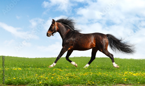 Plakat bryki koni arabskich - realistyczny fotomontaż
