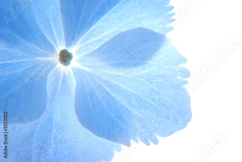Naklejka na szybę Pastelowy błękity kwiat hortensji 